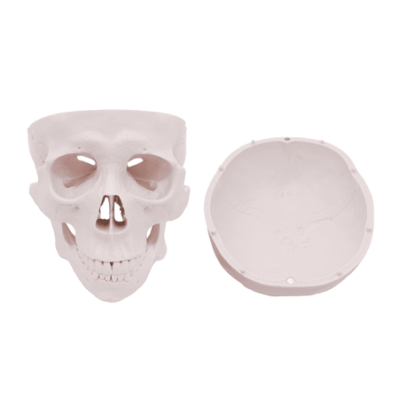 Модель «Череп человека» смонтированный